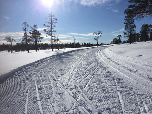 Picture of the author