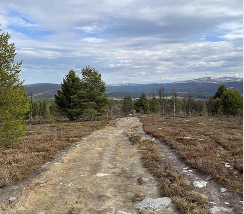 Picture of the author