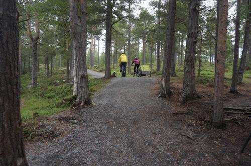 Picture of the author